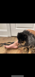 Hailie Deegan feet photo thumbnail