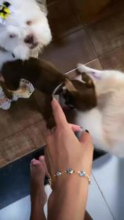 Hariany Almeida feet photo thumbnail