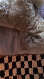 Hayley Williams feet photo thumbnail
