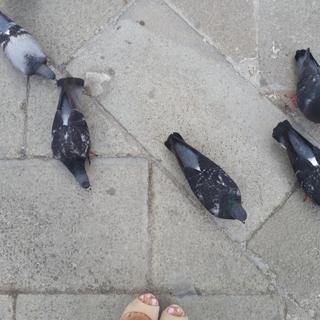 Heart Evangelista feet photo 18