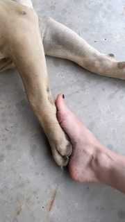 Helena Coelho feet photo 15