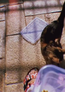 Ilayda Alisan feet photo thumbnail