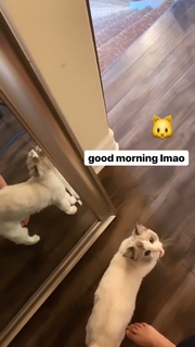 Imane 'Pokimane' Anys feet photo thumbnail