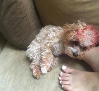 India Love Westbrooks feet photo thumbnail