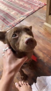 Inka Williams feet photo thumbnail