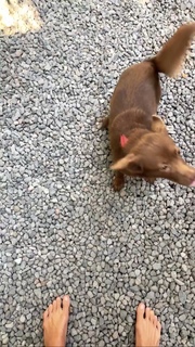 Inka Williams feet photo thumbnail