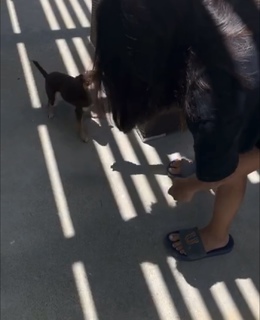 Isabela Merced feet photo thumbnail