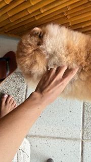 Isis Valverde feet photo 2