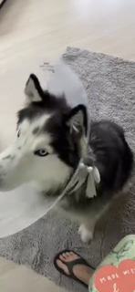 Izabella Miko feet photo thumbnail