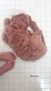 Janina Gavankar feet photo thumbnail