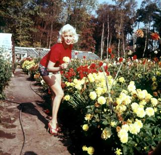 Jayne Mansfield feet photo thumbnail