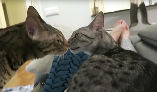 Jeana Smith feet photo thumbnail
