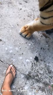 Jena Frumes feet photo thumbnail