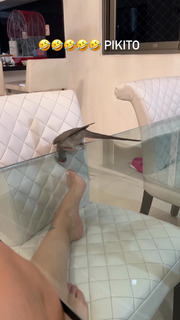 Jessica Pereira feet photo 5