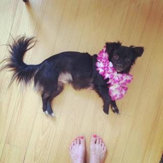 Jessy Schram feet photo thumbnail