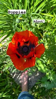 Joely Richardson feet photo thumbnail