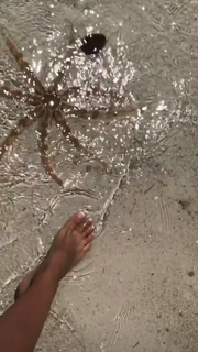 Jori Delli feet photo 19