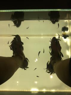 Josephine Bornebusch feet photo 2