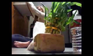 Justine Ezarik feet photo thumbnail