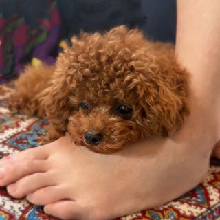 Kanako Urai feet photo 3