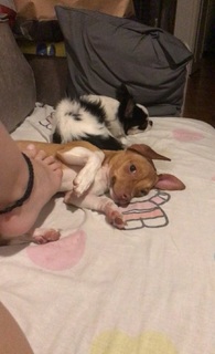 Karol Queiroz feet photo 15
