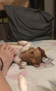Karol Queiroz feet photo 10