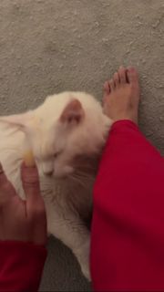 Karoline Lima feet photo 11