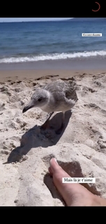 Kelly Vedovelli feet photo thumbnail
