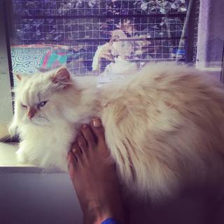 Kubbra Sait feet photo 10