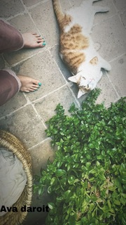 Laleh Marzban feet photo 10