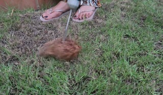 Lana Rose feet photo thumbnail