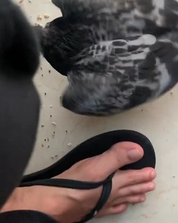 Lana Rose feet photo thumbnail