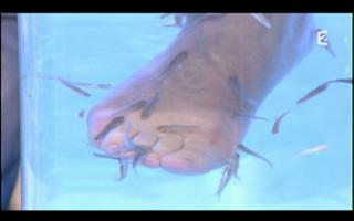 Lara Fabian feet photo 11