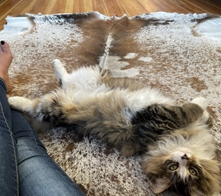 Lauren Boebert feet photo thumbnail