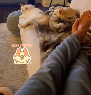 Leah Van Dale feet photo thumbnail