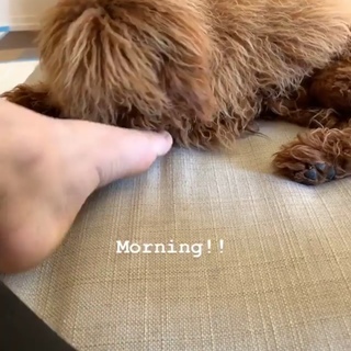 Lele Pons feet photo thumbnail