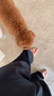 Lele Pons feet photo thumbnail