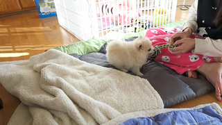 Lily Ki feet photo thumbnail