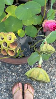 Lindell Nuyttens feet photo thumbnail