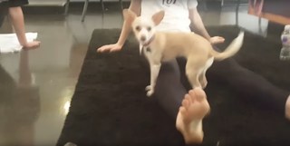 Lindsey Stirling feet photo thumbnail