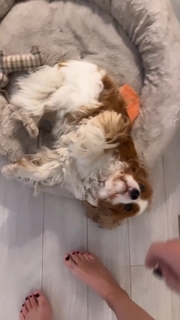 Lisa Boothe feet photo thumbnail