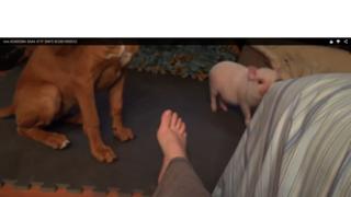 Lisa Kelly feet photo 5
