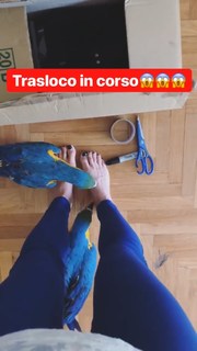 Lorella Boccia feet photo 10