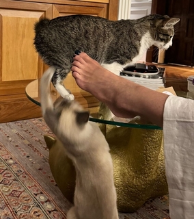 Luciana Gimenez feet photo thumbnail