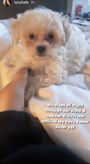 Lucy Hale feet photo thumbnail