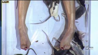 Maddalena Corvaglia feet photo thumbnail