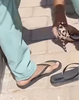 Maja Bohosiewicz feet photo 16