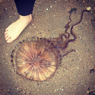 Marama Corlett feet photo 9