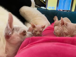 Margaret Cho feet photo 5