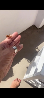 Marina La Rosa feet photo thumbnail